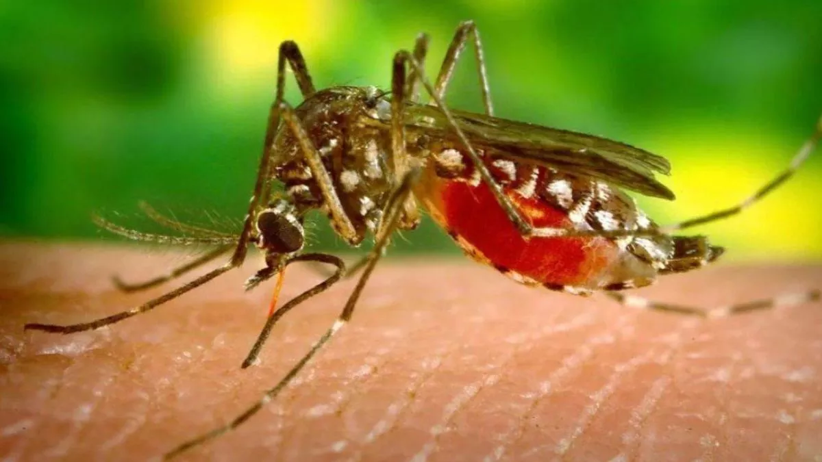 जालंधर में डेंगू का खतरा बरकरार है। (सांकेतिक)