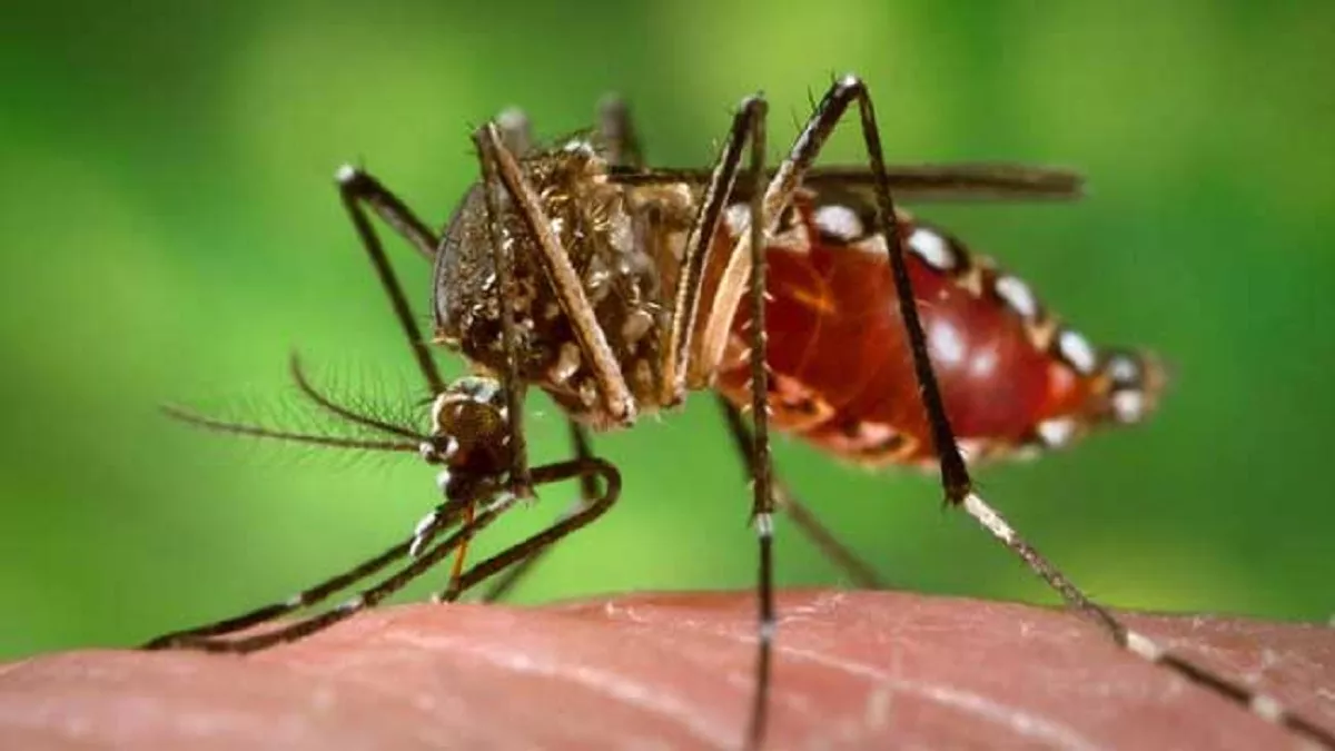 भिवानी में घातक हो रहा एडिज मच्छर का डंक, अब तक 34 शिकार, दो नए केस आए सामने