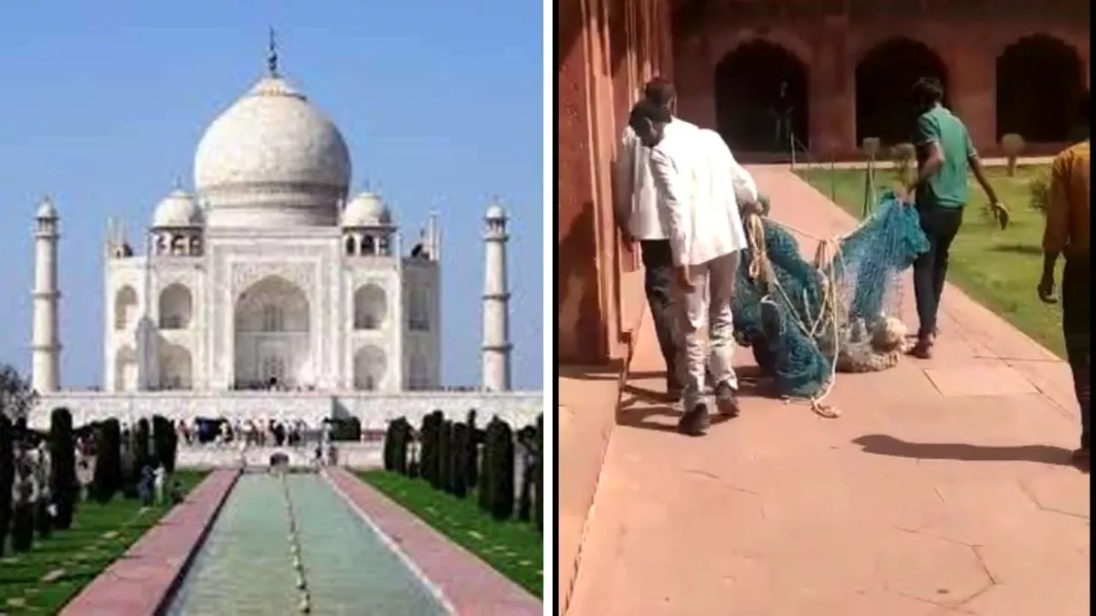Taj Mahal पहुंचा संक्रमित कुत्ता, जाल डालकर पकड़ा, बंदर भी बने हैं बड़ा सिरदर्द