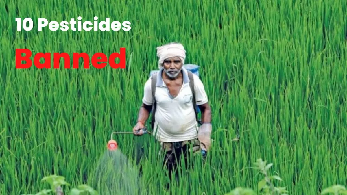 PM Modi का बड़ा कदम, चावल निर्यात बढ़ाने के लिए 10 कीटनाशक पर लगाया प्रतिबंधित