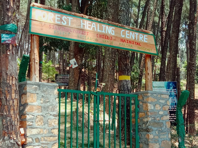 रानीखेत में है देश का पहला हीलिंग सेंटर, यहां पेड़ों से लिपटकर और ट्री हाउस में योग से दूर करें व्याधियां - India first healing center is in the Kalika range of