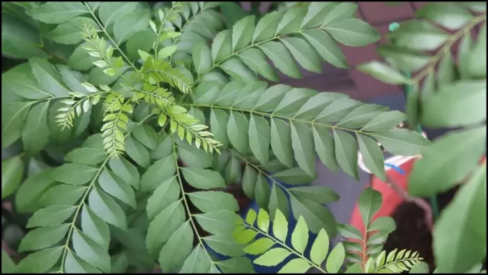 Curry Leaves Water: करी पत्ते का पानी पीने के हैं गजब के फायदे