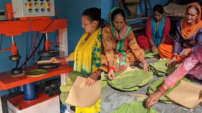 टौर की पत्तलों के व्यवसाय से स्वयं सहायता समूह की हो रही आर्थिक स्थिती मजबूत