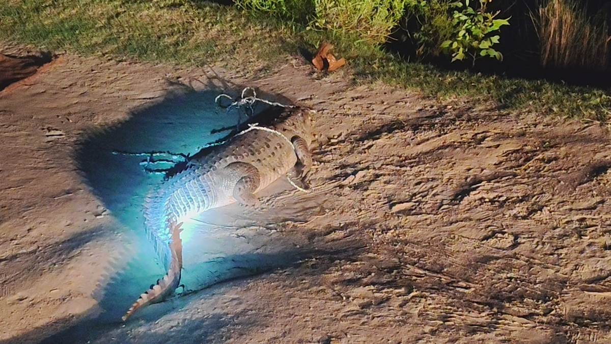 bulandshahar news crocodile enters residential area creates panic