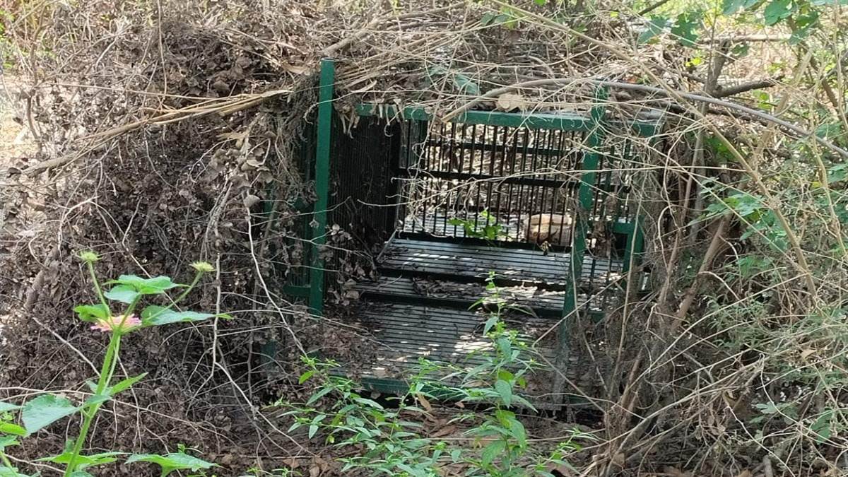 leopard cage gate missing department fails to catch leopard