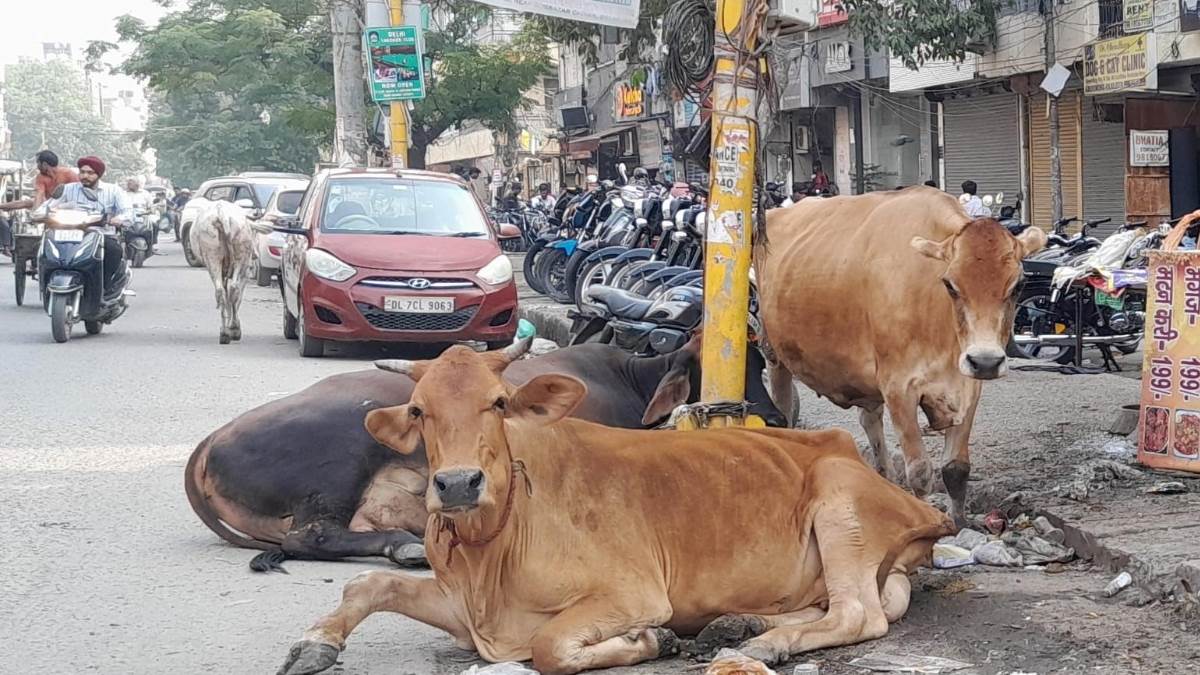 ncr new delhi city news stray animals cause traffic and accidents
