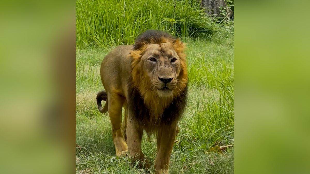 gorakhpur news lion bharat dies at gorakhpur zoo