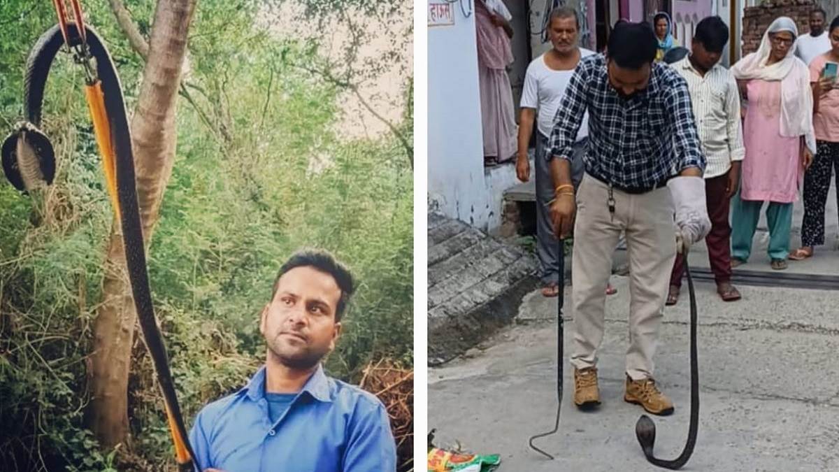 up news dangerous cobra snake turned towards the population in bijnor two venomous snakes rescued