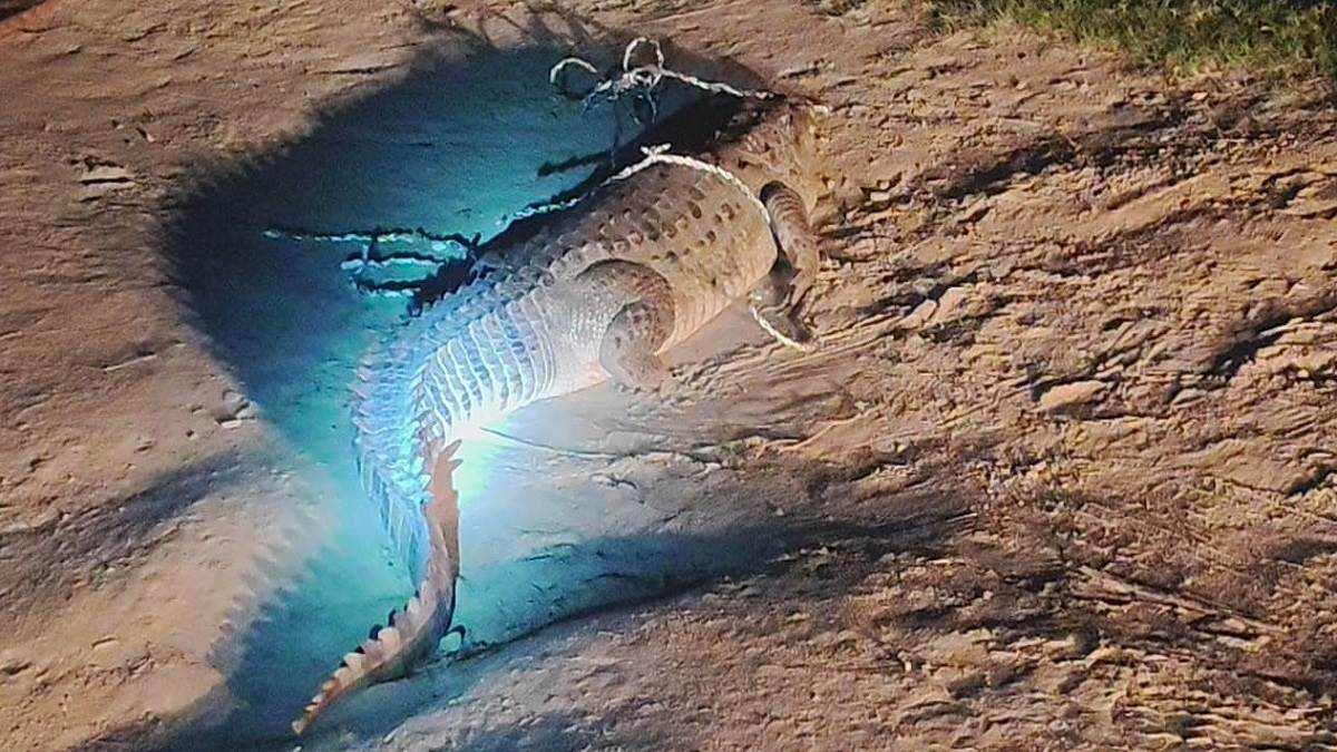 bulandshahar news crocodile enters residential area creates panic