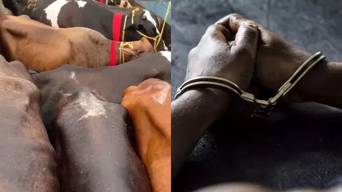 पांच मवेशियों को पुलिस ने किया बरामद और दो गिरफ्तार।