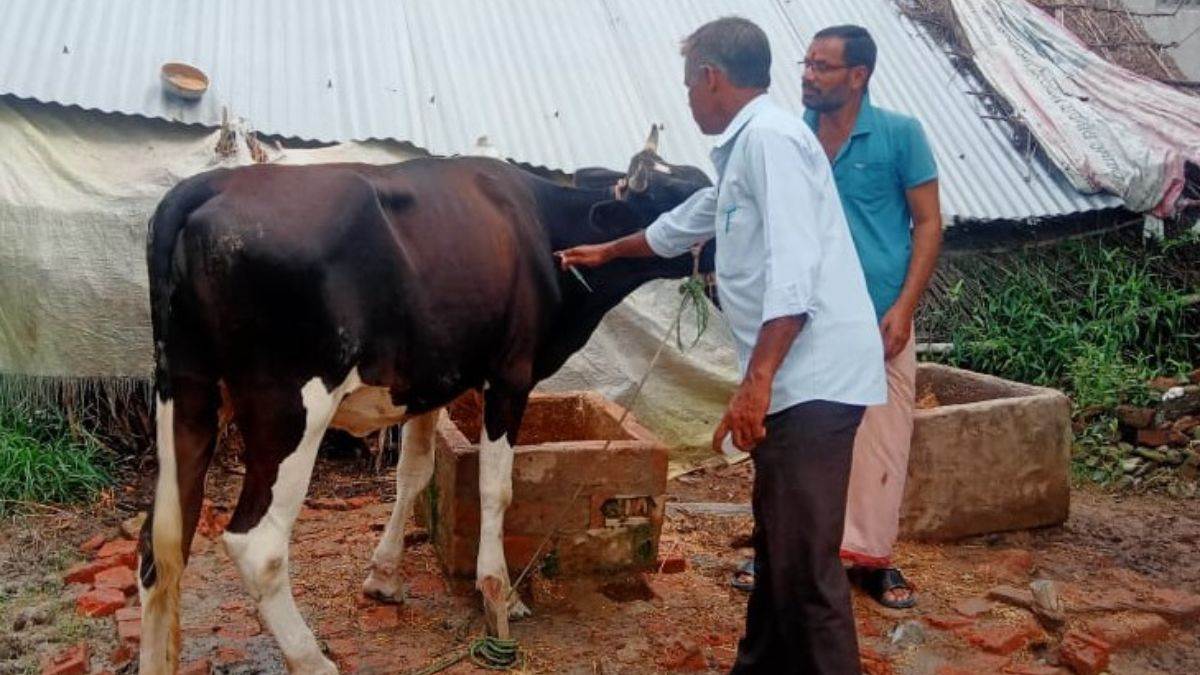 mystery illness kills cattle lumpy disease suspected in gonda