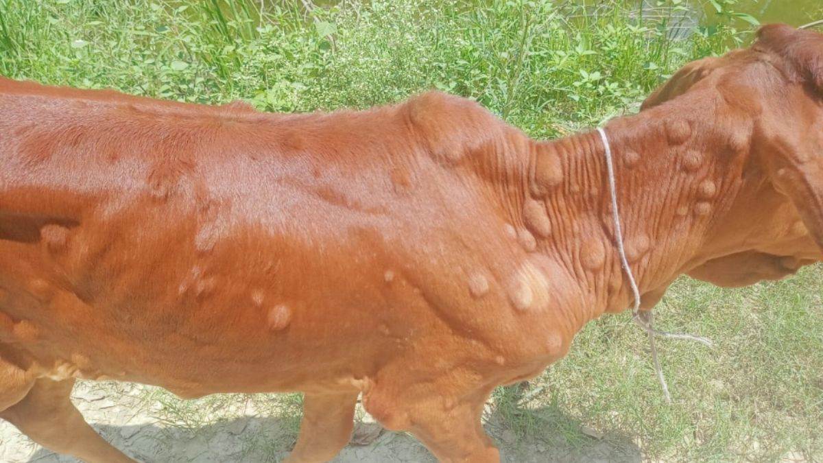 lakhimpur khiri lumpy skin disease outbreak vaccination drive