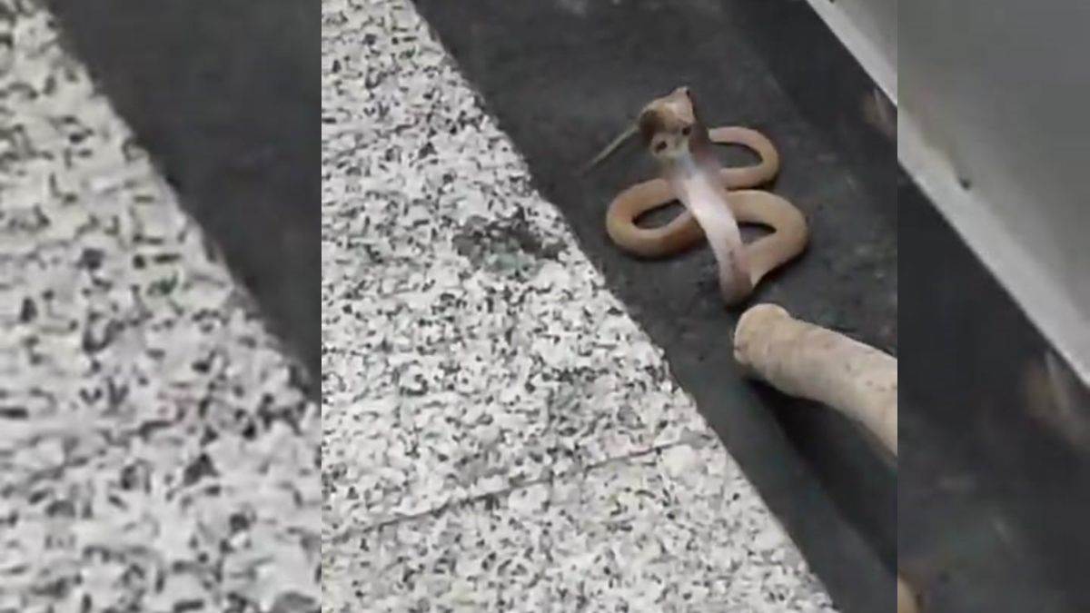 ncr cobra snake spotted in noida society lift quick rescue by maintenance team