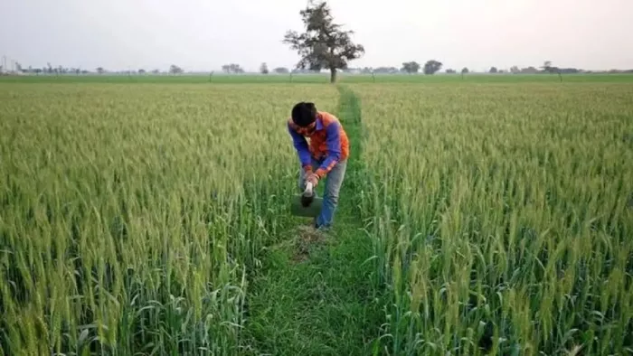 फसल क्षति पर 72 घंटे में बीमा कंपनी को दें सूचना : कृषि अधिकारी।