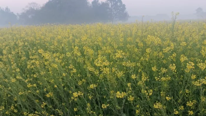 गन्ने के साथ सरसों की अंतःफसली खेती के लिए निश्शुल्क बीज उपलब्ध।