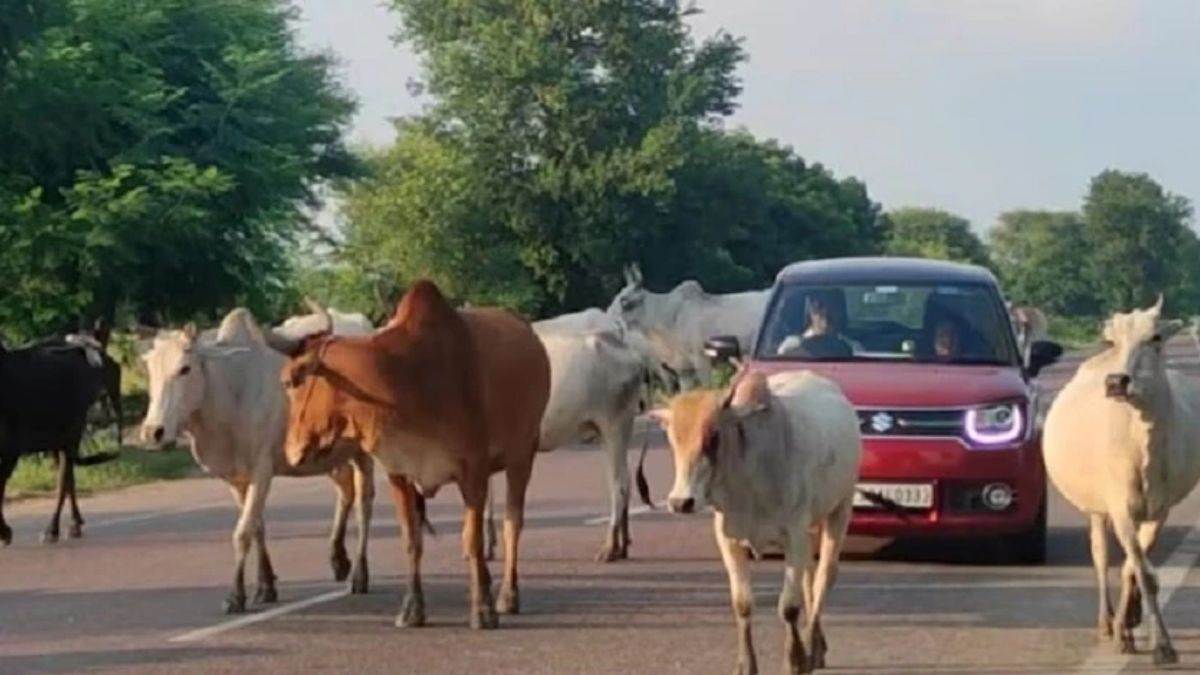 ncr faridabad stray animals menace accidents on roads