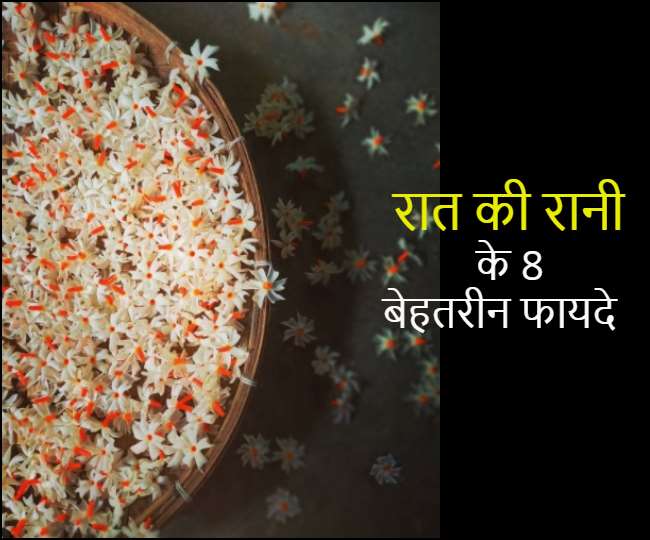 Night Jasmine Health Benefits रात की रानी के ये 8 चमत्कारी फायदे नहीं