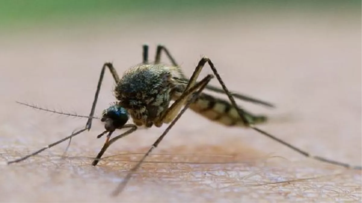 Aligarh News : अलीगढ़ में एक दिन में मिले डेंगू के सात मरीज, संक्रमितों की संख्‍या 269 पहुंची