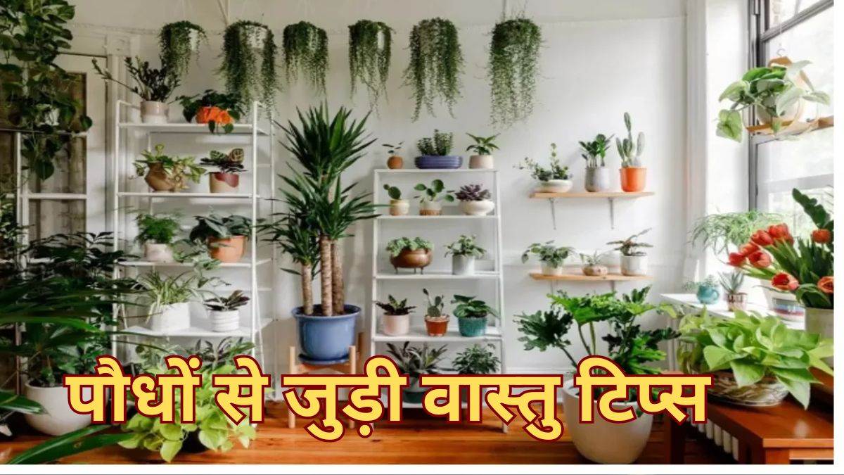 vastu tips if the shadow of these plants falls at home then your problems may increase do not plant these plants even by mistake