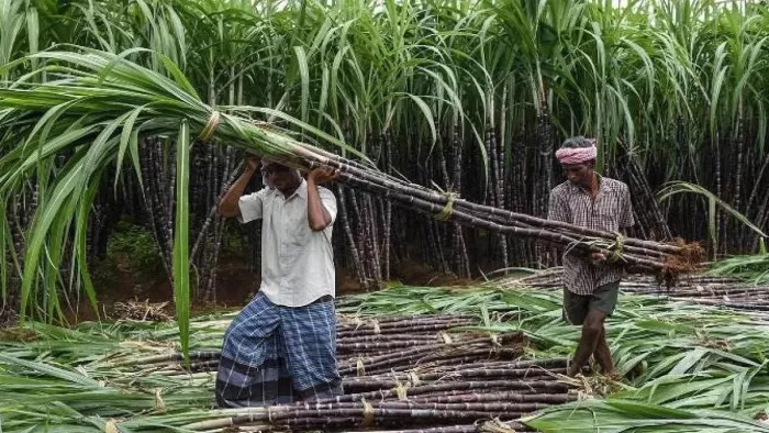 सीएम मनोहर लाल ने बढ़ाए गन्ने के रेट