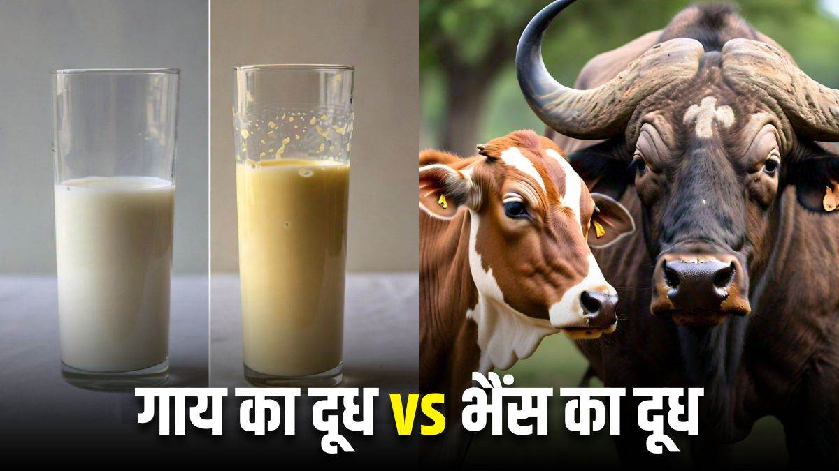https://www.jagranimages.com/images/newimg/06112024/06_11_2024-cow_vs_buffalo_milk_23826724.jpg
