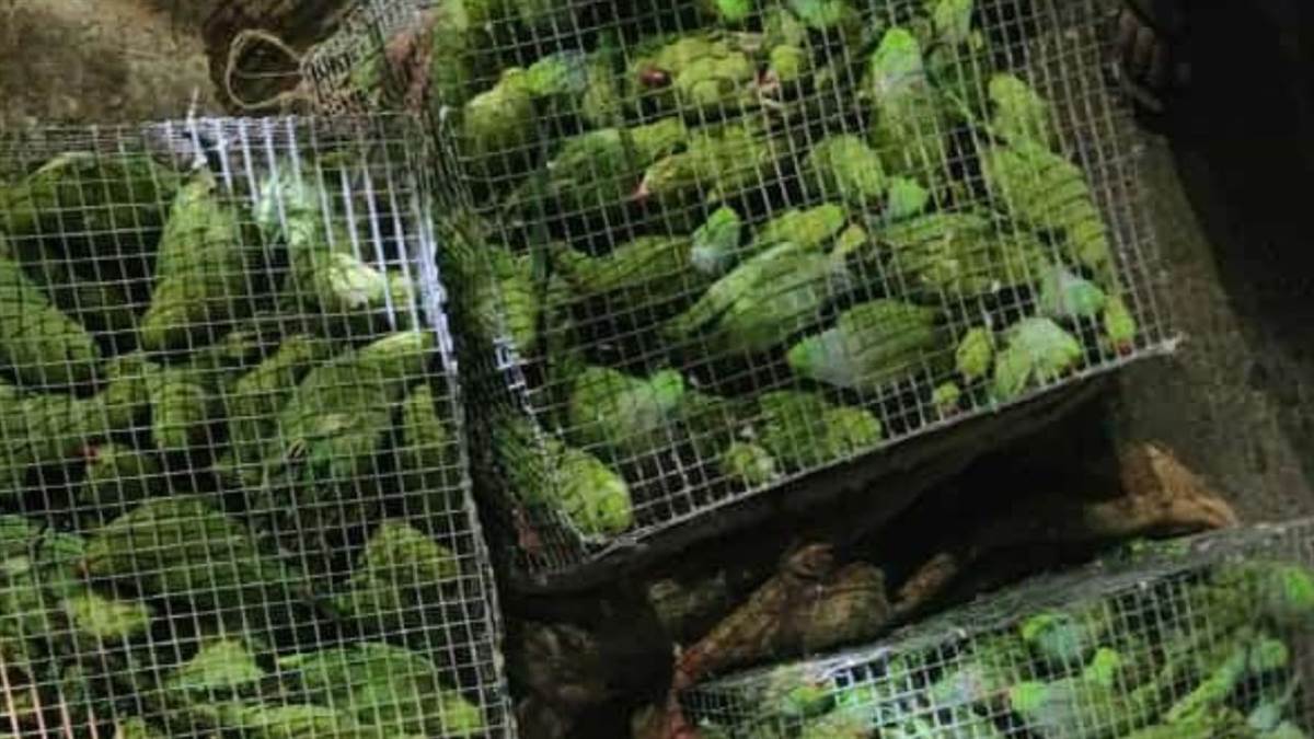 400 parrots rescued from smugglers in india and four accused arrested