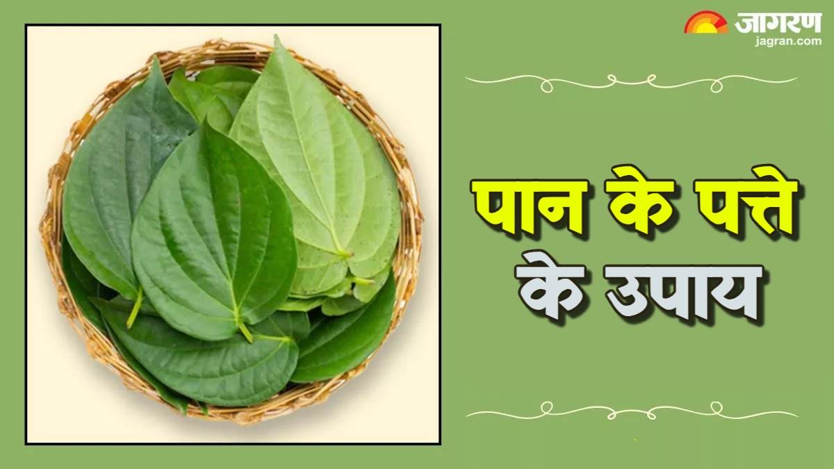 https://www.jagranimages.com/images/newimg/06112024/06_11_2024-paan_ke_upay_23827053.jpg