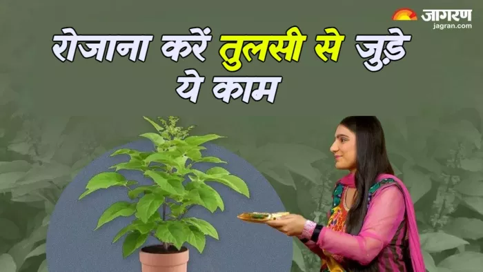 Tulsi ke Upay रोजाना करेंगे तुलसी से जुड़े ये काम