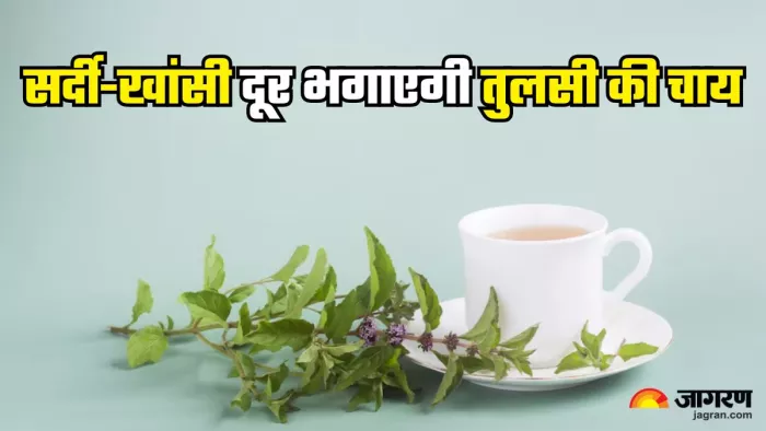 सर्दी-खांसी से बचाएगी तुलसी की चाय (Picture Credit- Freepik)