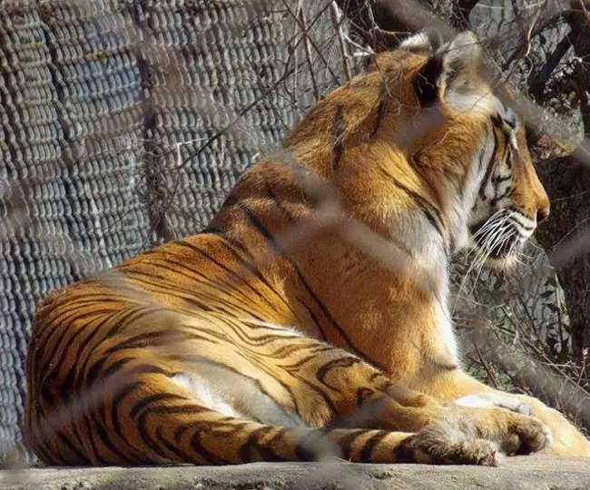 the carnivorous animals of the zoo are also fasting once a week know why this happens