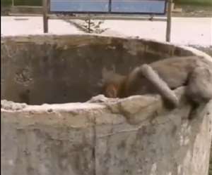 इस वीडियो को खबर लिखे जाने तक तकरीबन 42 हजार बार देखा गया है।