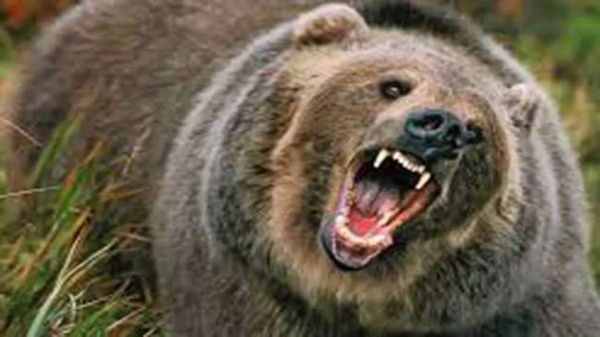 Wild Bears Attack : गुलदार के बाद अब जंगली भालुओं का आतंक