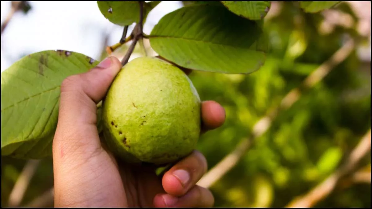 Guava Leaves Benefits: कोलेस्ट्रॉल से लेकर ब्लड शुगर कम करने तक, अमरूद के पत्तों में छिपे हैं ये 9 गुण