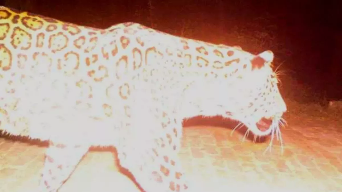 Leopard Attack : हिंसक मादा गुलदार को शिकारी राजीव सोलोमन ने ढेर कर दिया।