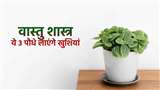 Vastu Tips: मनी प्लांट ही नहीं घर में लगाएं ये 3 पौधे, तरक्की के साथ जाग जाएगा भाग्य