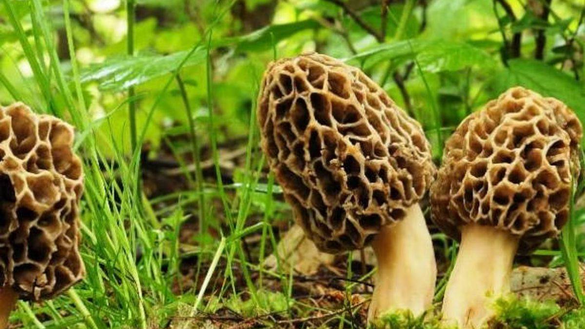 https://www.jagranimages.com/images/newimg/06122023/06_12_2023-guchhi_mushroom_23597848.jpg
