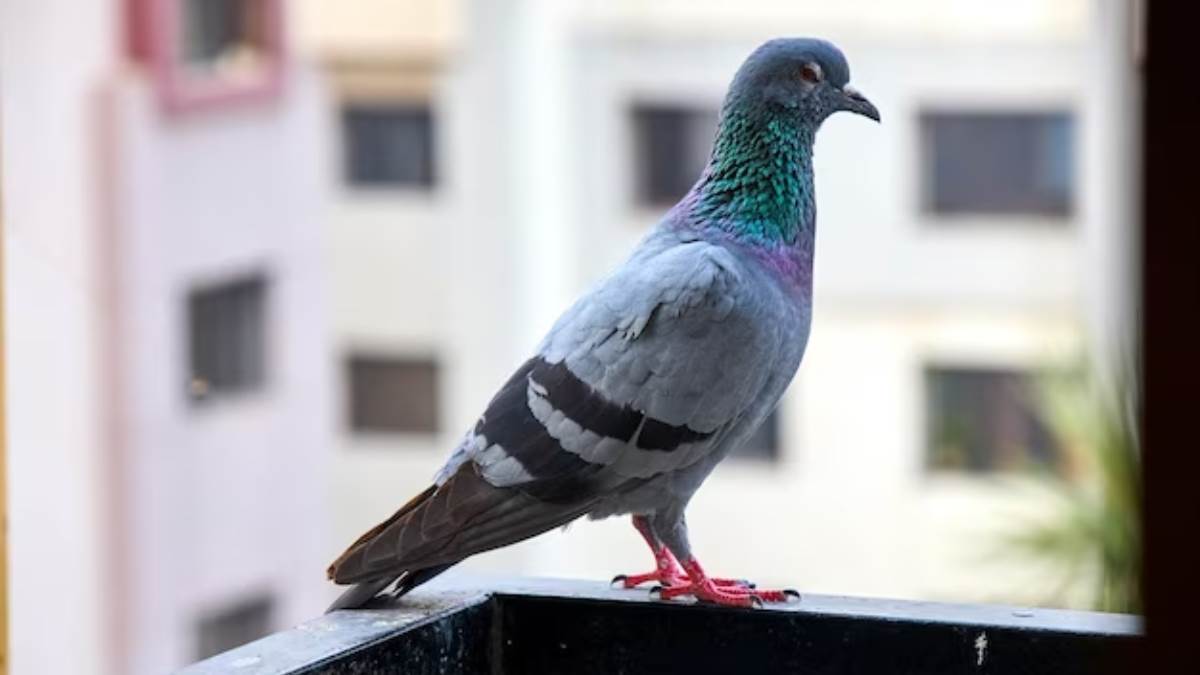 https://www.jagranimages.com/images/newimg/06122023/06_12_2023-peigoens_23597448.jpg