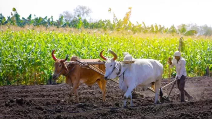 अब किसान ले सकेंगे बिना गिरवी दो लाख तक का लोन। ( फाइल फोटो )