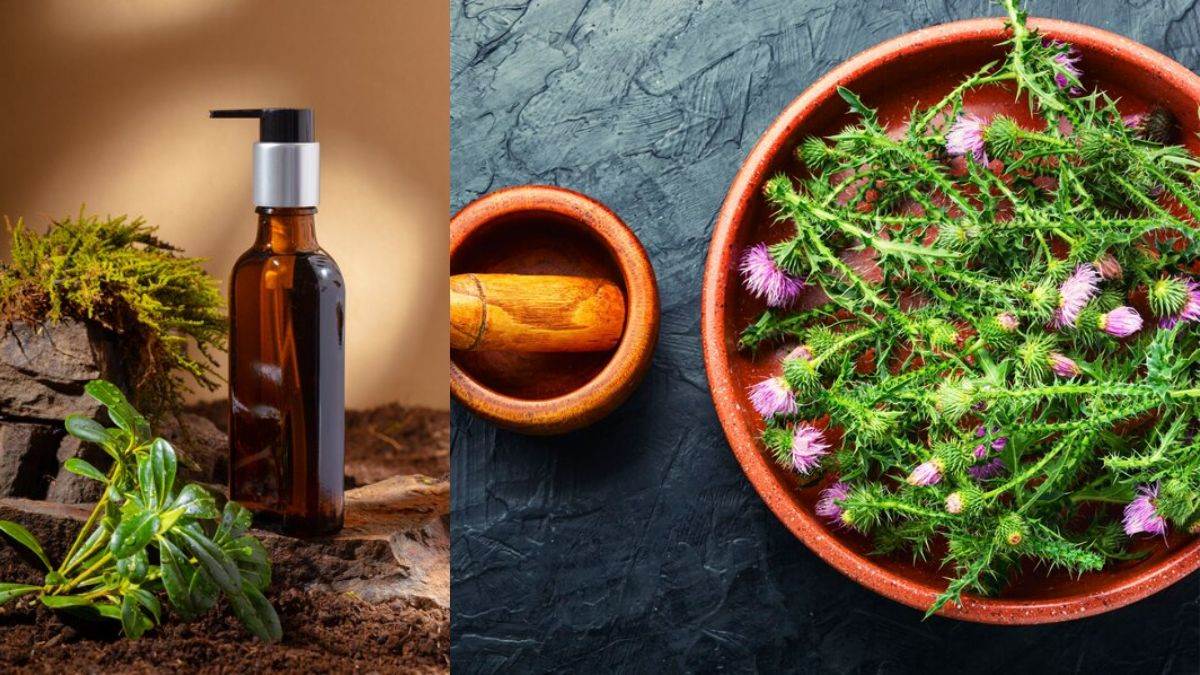 https://www.jagranimages.com/images/newimg/06122024/06_12_2024-medicinal_plants_for_hair_growth_23843103_11151499.jpg