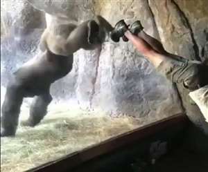 जानवरों को जीने की आजादी मिलनी चाहिए।