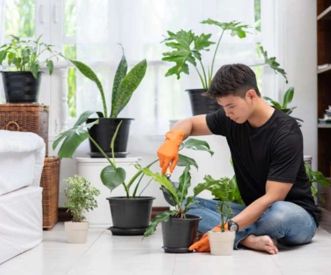 https://www.jagranimages.com/images/newimg/07012022/07_01_2022-indoor_plants_care_22361000.jpg