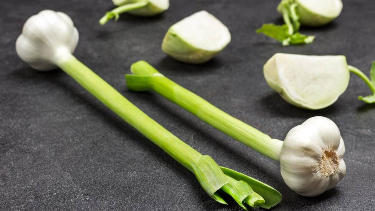 Garlic Leaves Benefits मेटाबॉलिज्म बूस्ट करने के साथ बॉडी को डिटॉक्स