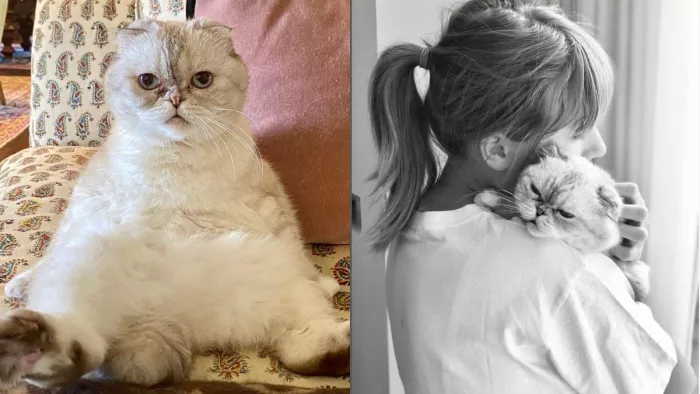 Taylor Swift Cat Networth: टेलर स्विफ्ट हॉलीवुड सिंगर है।