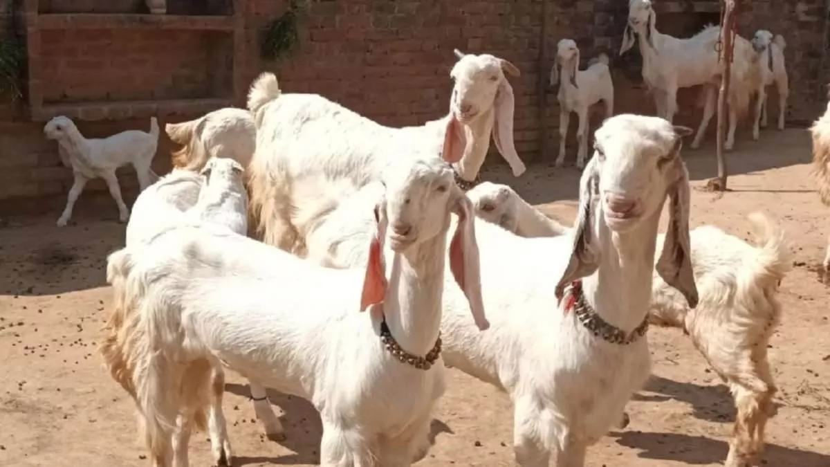 Bihar News:  बकरी पालन ने बदली ग्रामीण महिलाओं की किस्मत, महीने में हो रही जबरदस्त कमाई, दूध की भी है जमकर डिमांड