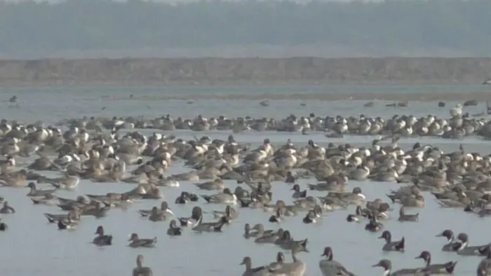 Odisha News: भितरकनिका में बढ़ी विदेशी पक्षियों की संख्या, मेहमानों की कलरव से गूंजयमान हो उठा सैंक्चुरी