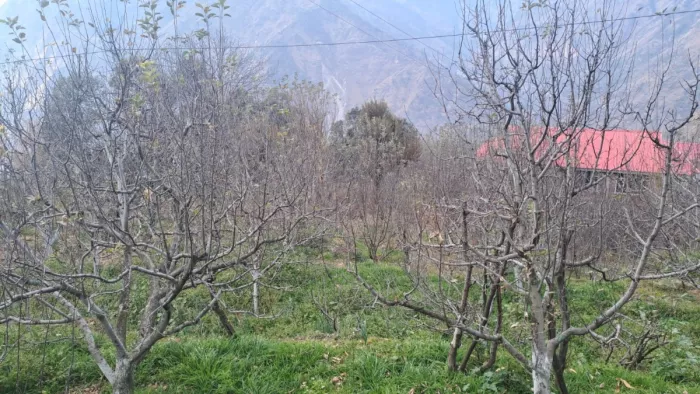 बारिश न होने से सेब की फसल पर पड़ रहा असर