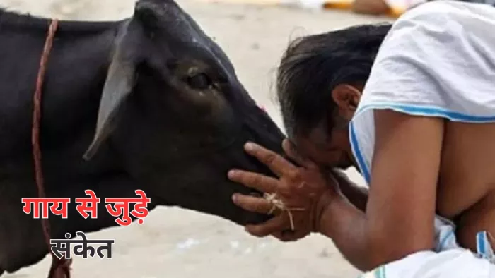 Meaning Seeing Cow At Home: गाय से जुड़े शुभ संकेत