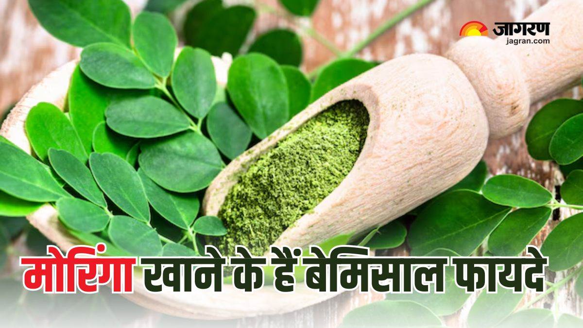 moringa is a treasure of nutrition from leaves to seeds you will get 8 benefits by eating it daily