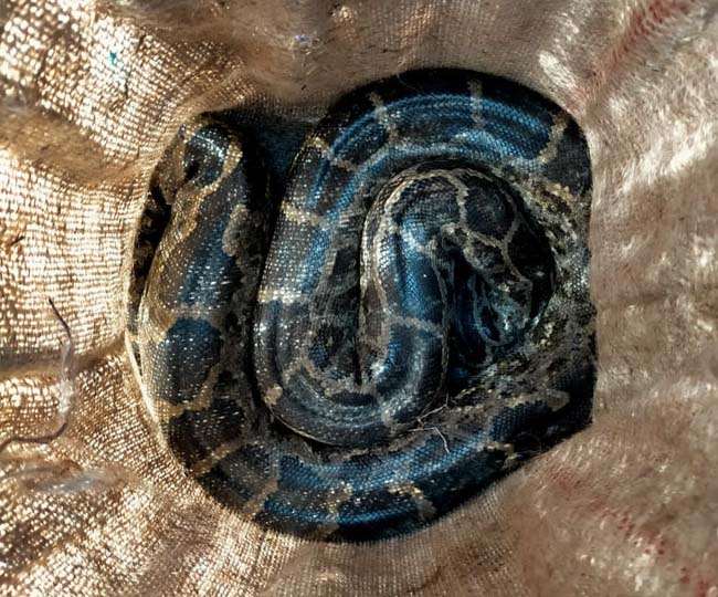 मुजफ्फरपुर में मिला सात फीट का अजगर, भेजा जाएगा पटना चिडिय़ाघर