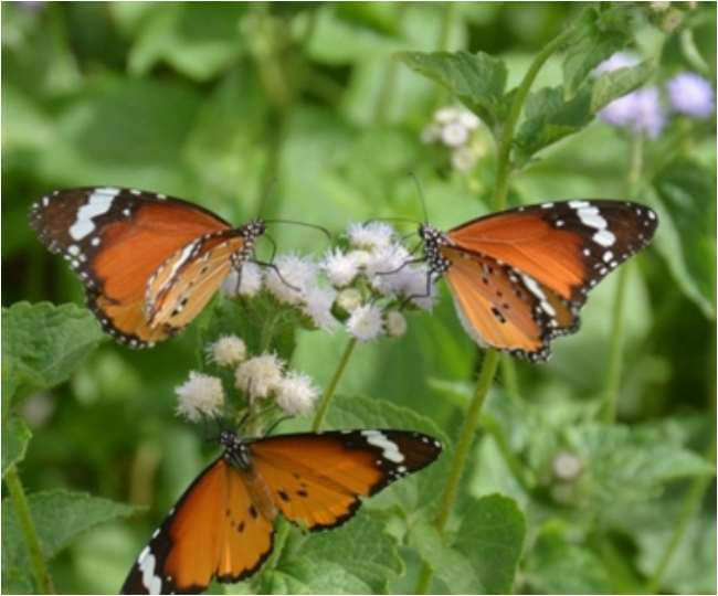 https://www.jagranimages.com/images/newimg/07022022/07_02_2022-butterflies_22445970.jpg